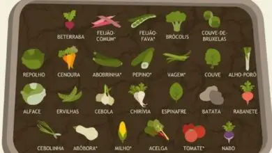 Photo of Vegetais em vasos Siga estas dicas!