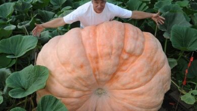 Photo of Vegetais Gigantes: Como Cultivar Vegetais Gigantes no Jardim