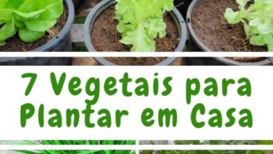 Photo of Vegetais que você pode plantar em casa