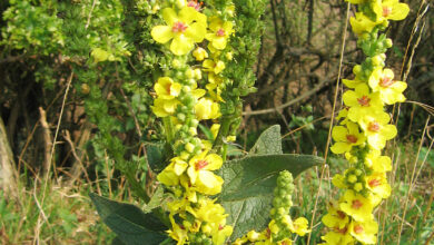 Photo of Verbascum nigrum Moleene noir