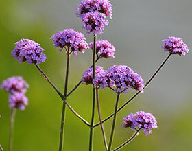 Photo of Verveine de Buenos Aires