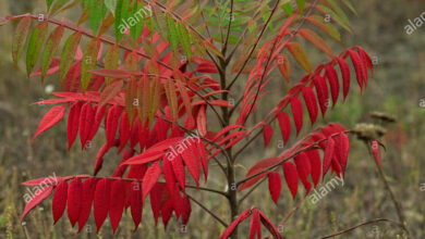 Photo of Vinagre, Virgínia Sumac