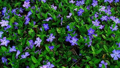 Photo of Vinca difformis ou cuidado de plantas leiteiras