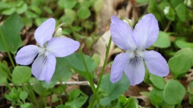 Photo of Viola riviniana Violeta de Rivin, Violeta de Rivinus