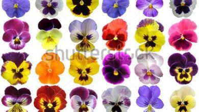 Photo of Violeta com chifre, Pansy com chifre, Pansy com chifre