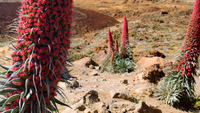 Photo of Viperina de Tenerife