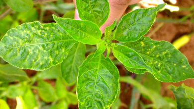 Photo of Vírus do mosaico da pimenta: mais sobre o vírus do mosaico da pimenta nas plantas da pimenta