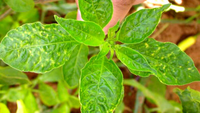 Photo of Vírus do mosaico da pimenta: mais sobre o vírus do mosaico da pimenta nas plantas da pimenta