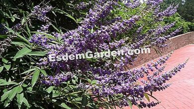 Photo of Vitex agnus-castus Gattilier, Cordeiro casto, Pimenta de Monge