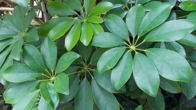 Photo of Você tem flores de Schefflera: Informações sobre as flores de Schefflera