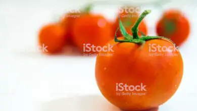 Photo of White Beauty Tomato Care: O que é um Tomate de Beleza Branco?