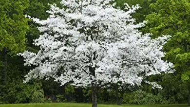 Photo of White dogwood
