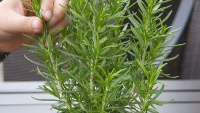 Photo of White Rosemary Plants – Aprenda a cultivar o alecrim branco com floração