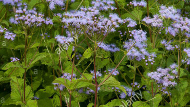 Photo of Wild Ageratum, Eupatorium com Flores de Ageratum