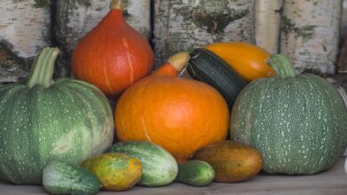 Photo of Will Melons meets Pumpkin : Growing Cucurbits Side by Side