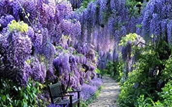 Photo of Wisteria