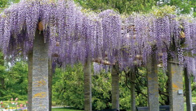 Photo of Wisteria Americana, Texas Wisteria