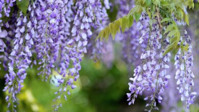 Photo of Wisteria Care