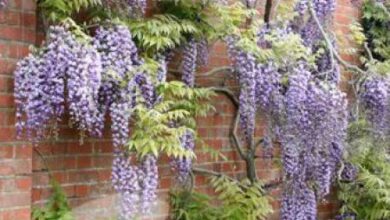 Photo of Wisteria floribunda Glycine japonaise, glycine floribunda