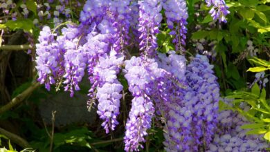 Photo of Wisteria sinensis Wisteria de Chine