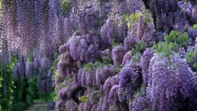 Photo of Wisteria Tuberosa, Feijão de Batata