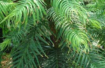 Photo of Wollemia nobilis Pine Wollemi