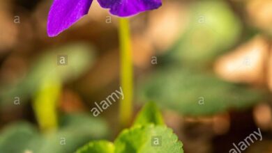 Photo of Wood Violet, Wild Violet, Reichenbach’s Violet