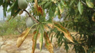 Photo of Xylella Fastidiosa Information