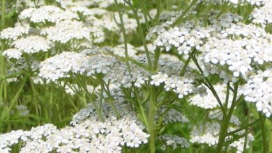 Photo of Yarrow