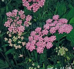 Photo of Yarrow Care – O cultivo do Yarrow no seu jardim