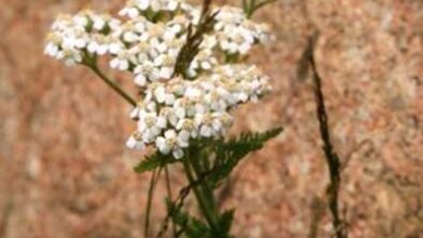 Photo of Yarrow Control: Dicas para remover o yarrow