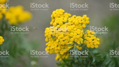 Photo of Yarrow yarrow amarelo, Milenrama