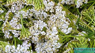 Photo of Yarrow yarrow, mosto de carpinteiro