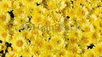 Photo of Yellow aster in bloom