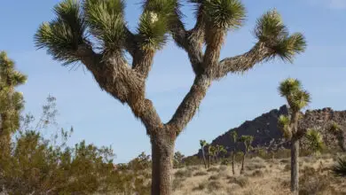 Photo of Yucca brevifolia Joshua Tree