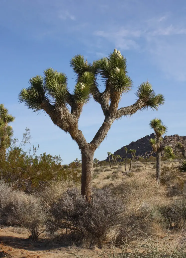 Yucca brevifolia Joshua Tree Noticias De Jardim