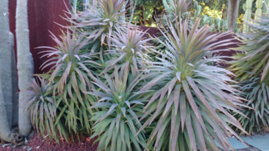 Photo of Yucca Desmetiana ou Yucca Plant Care
