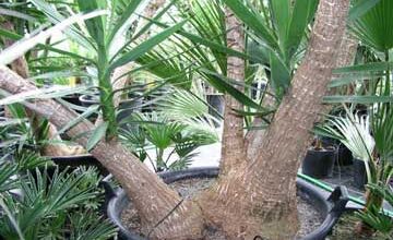 Photo of Yucca Gigante, Yucca do Pé de Elefante