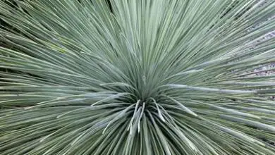 Photo of Yucca linearifolia Yucca linear leaf