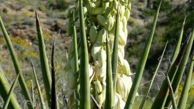 Photo of Yucca mixtecana, uma planta com um hábito fino e esbelto.