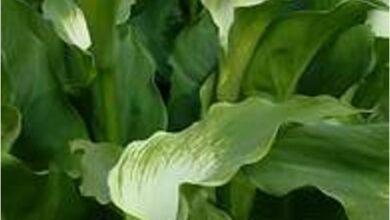 Photo of Zantedeschia aethiopica, une plante qui a tout