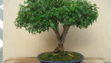 Photo of Zanthoxylum piperitum, uma pequena árvore que parece boa em todo o lado.