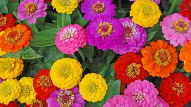 Photo of Zinnia Zinnia