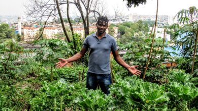 Photo of Zona de jardinagem 10: as 21 melhores culturas a cultivar nesta zona