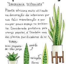 Photo of Zona Sete Jardinagem: O que plantar, dicas de cultivo e qual é o melhor estilo de jardinagem.