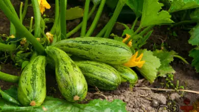 Photo of Zucchini fertilizante: Dicas para a alimentação das abobrinhas