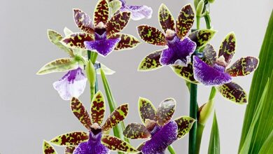 Photo of Zygopetalum Zygopetalum