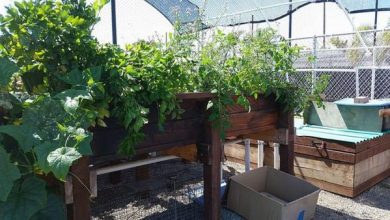 Photo of Aquaponics Greenhouse Design – Como usá-los em cidades ecológicas