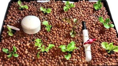 Photo of Guia sobre como escolher a mídia de cultivo Aquaponics certa