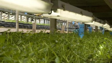 Photo of Plano de Negócios Aquaponics